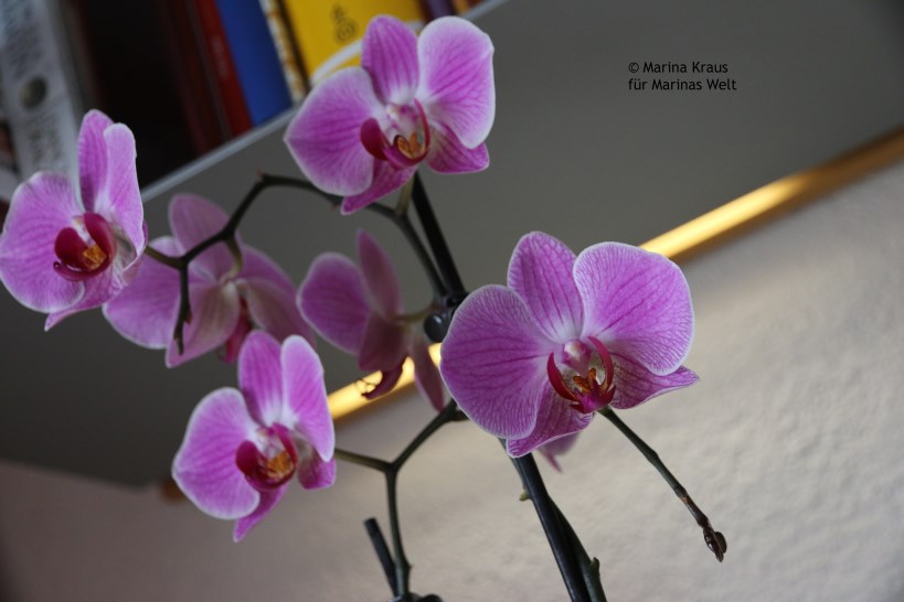 Orchidee_Woche 5c_neu